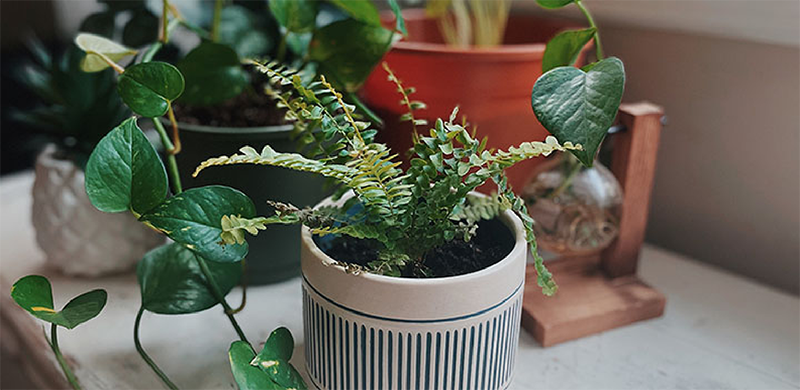 Group of plants on a desk